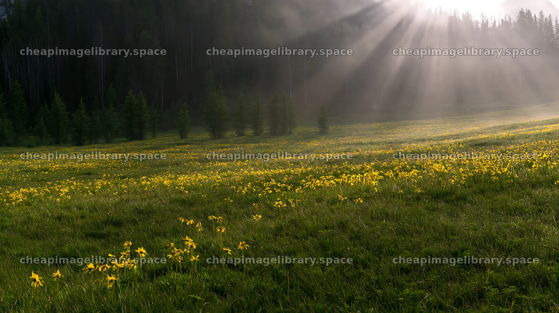 Sunshine Meadows Banff light rays illuminate yellow wildflowers – image library 10608x5938