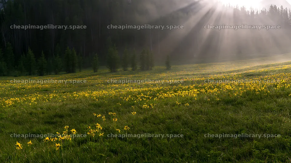 Sunshine Meadows Banff light rays illuminate yellow wildflowers – image library 10608x5938