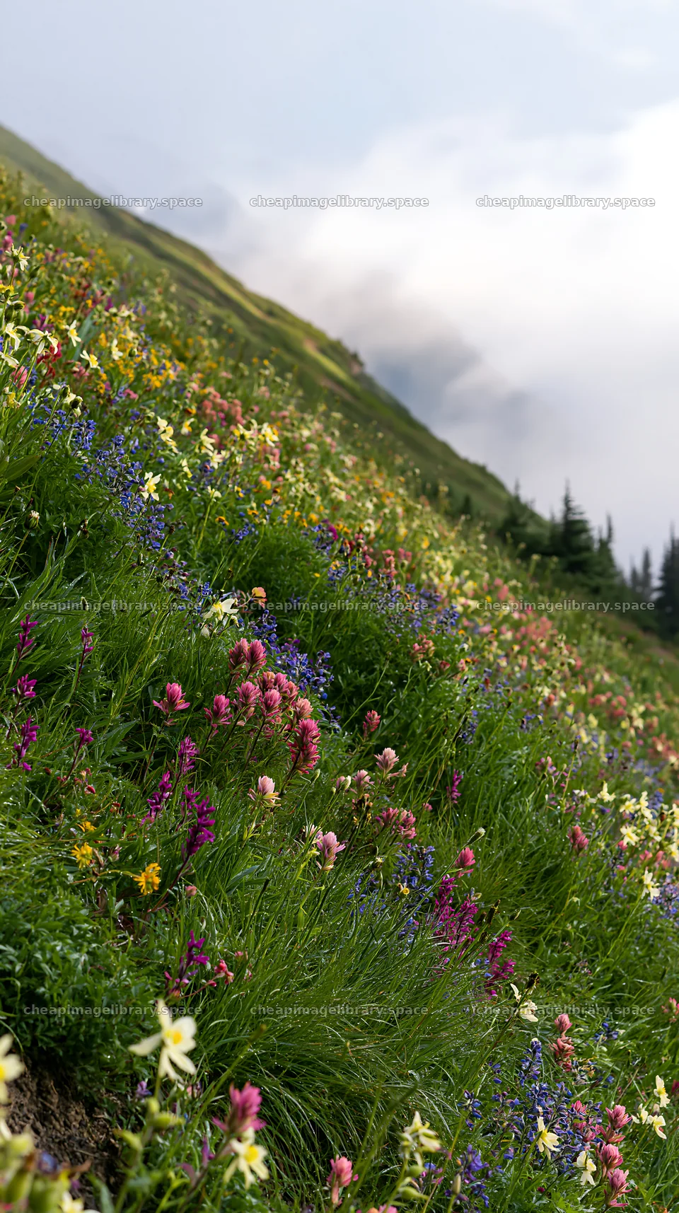 Silver dew meadow with colorful wildflowers on a hillside – image library 5938x10608