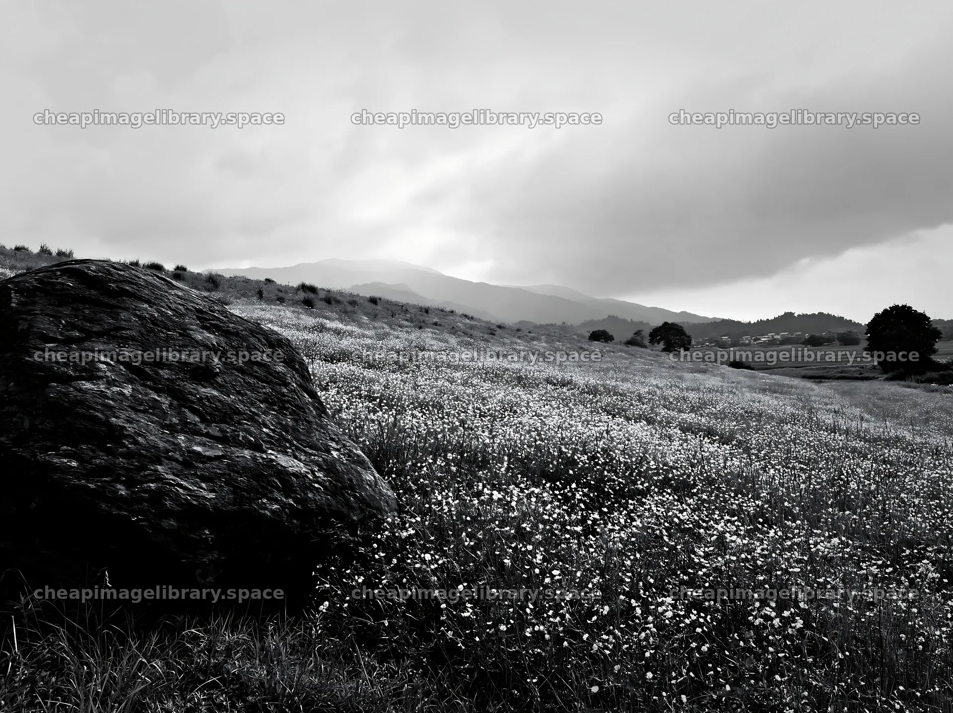 Climate resilient meadow in Aomori with boulder and flowers – image library 9174x6866