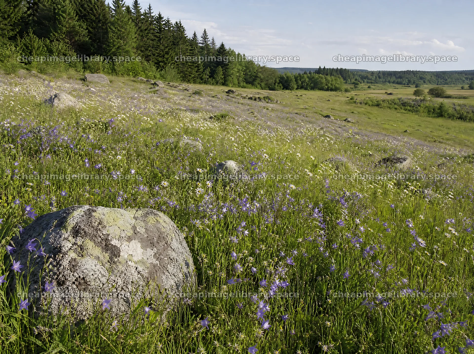 Campion bellflower meadow with large stones in a grassy area – image library 9186x6858