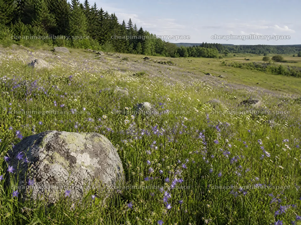 Campion bellflower meadow with large stones in a grassy area – image library 9186x6858