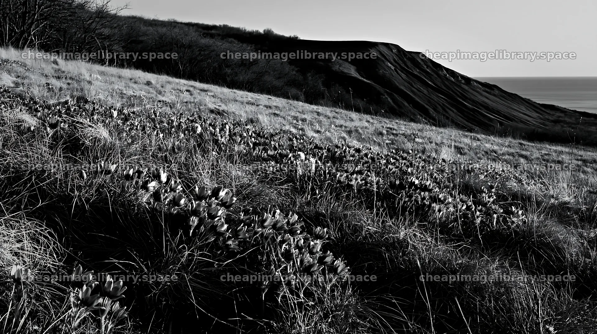Sunny pasqueflower meadow on a hillside near the ocean – image library 10608x5938