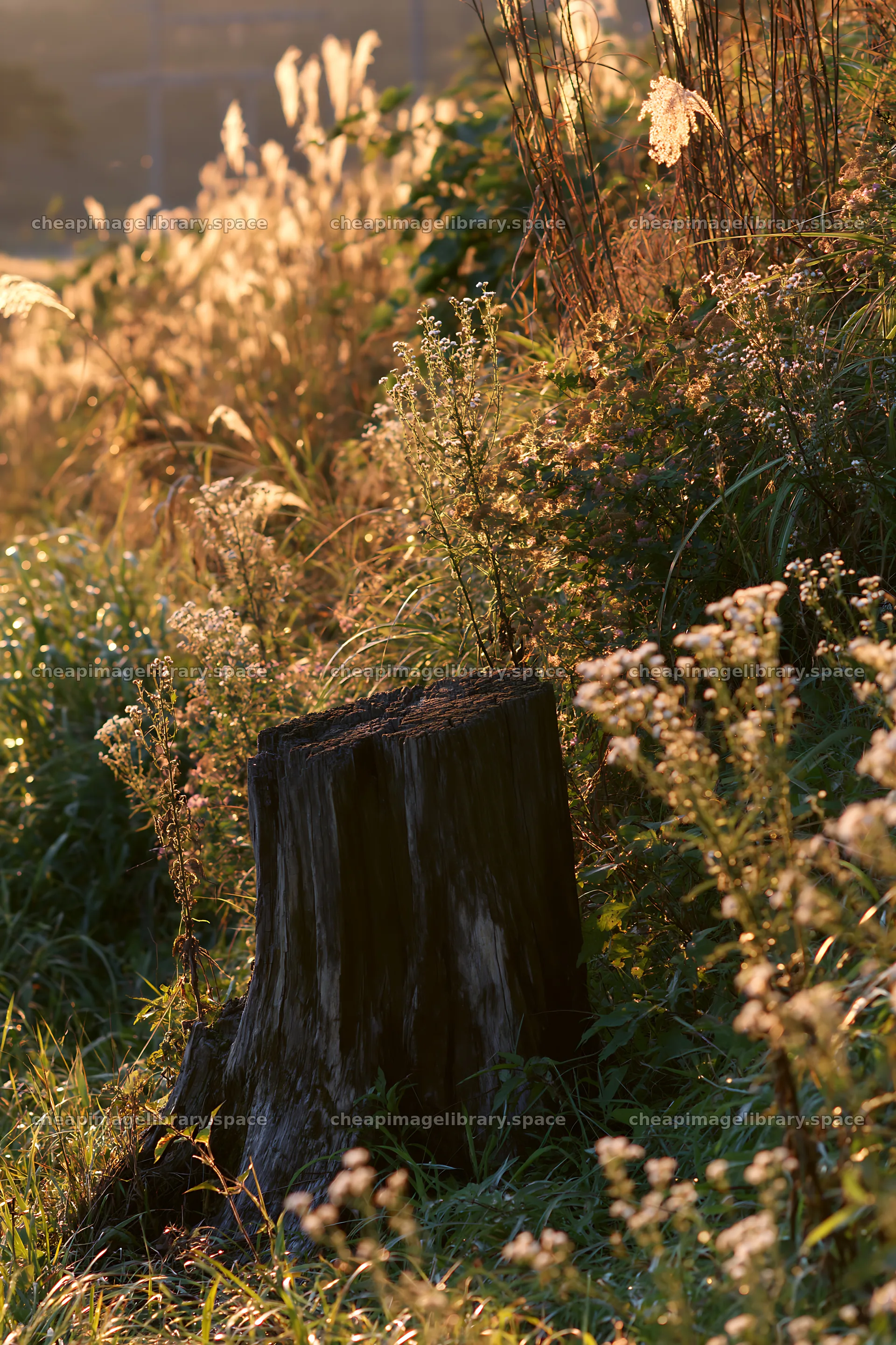 Fukushima native meadow with weathered stump – image library 6480x9722