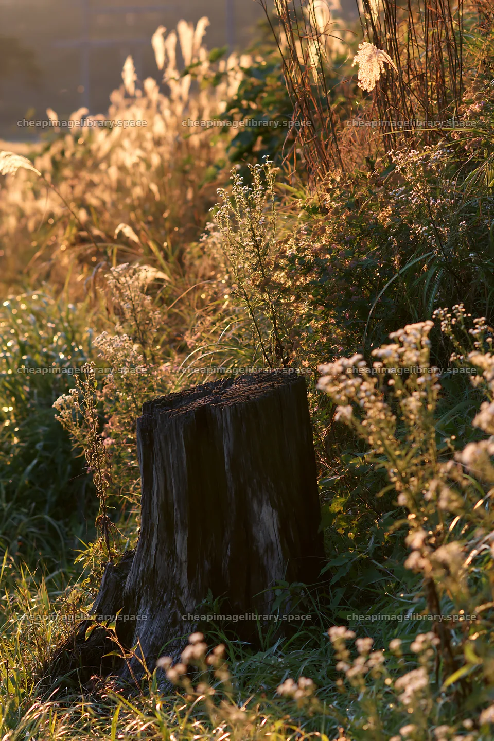 Fukushima native meadow with weathered stump – image library 6480x9722