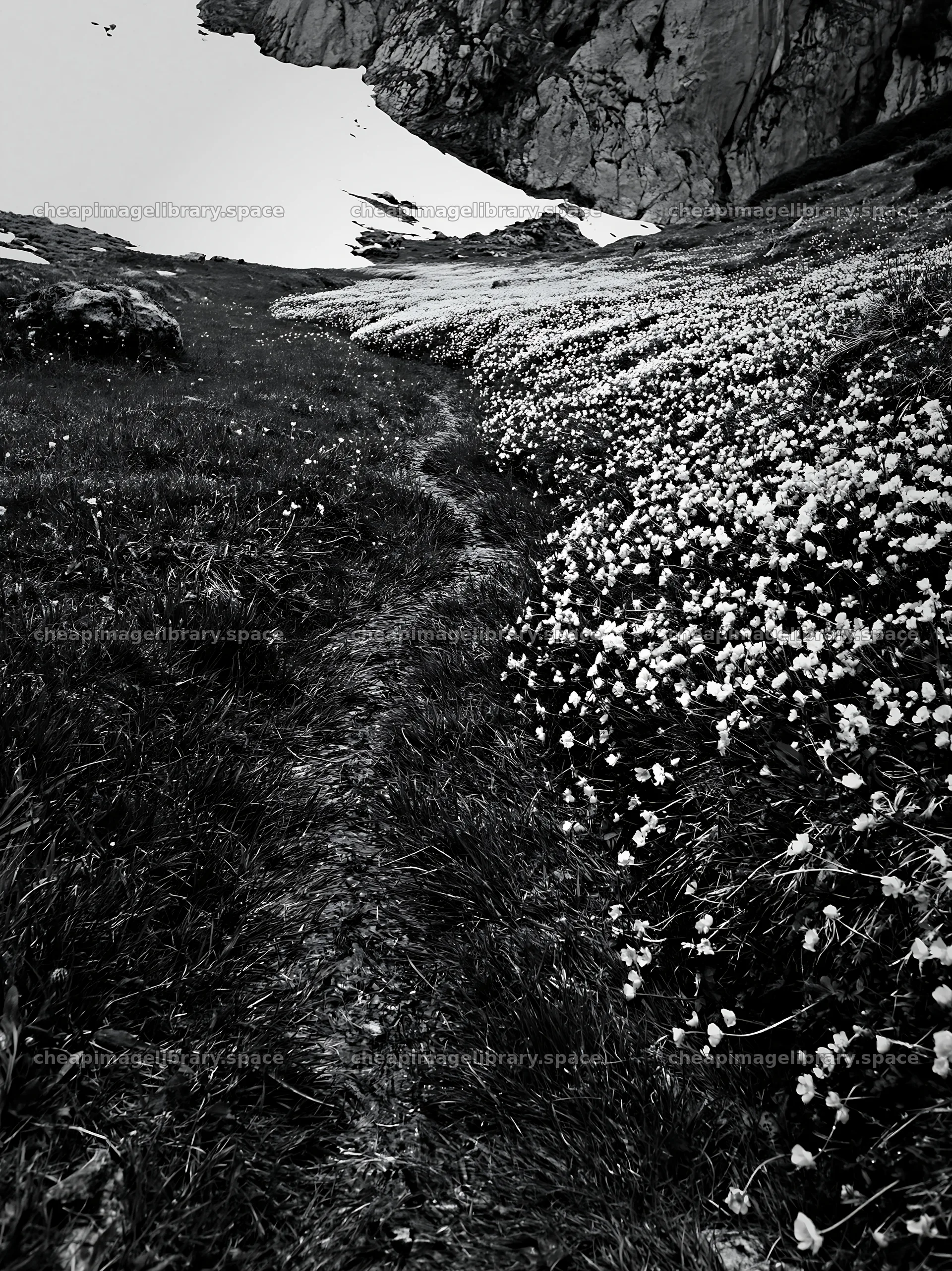 Buttercup meadow with green grass and yellow flowers – image library 6866x9174
