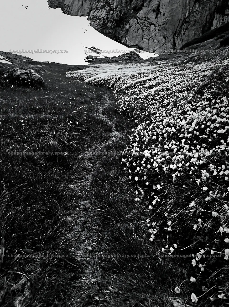 Buttercup meadow with green grass and yellow flowers – image library 6866x9174
