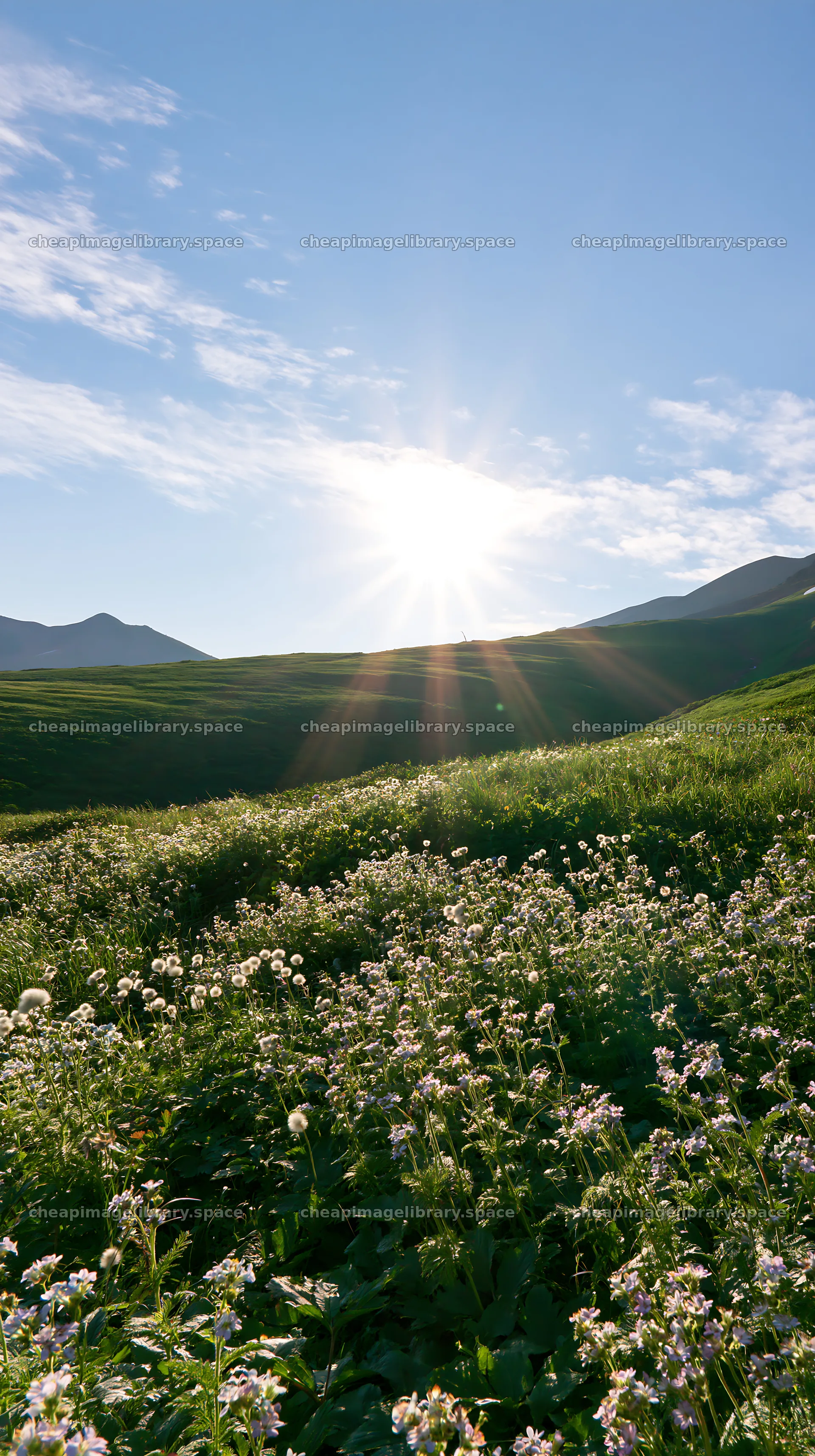 Light rays over Daisetsuzan alpine meadow with blooming flowers – image library 5938x10608