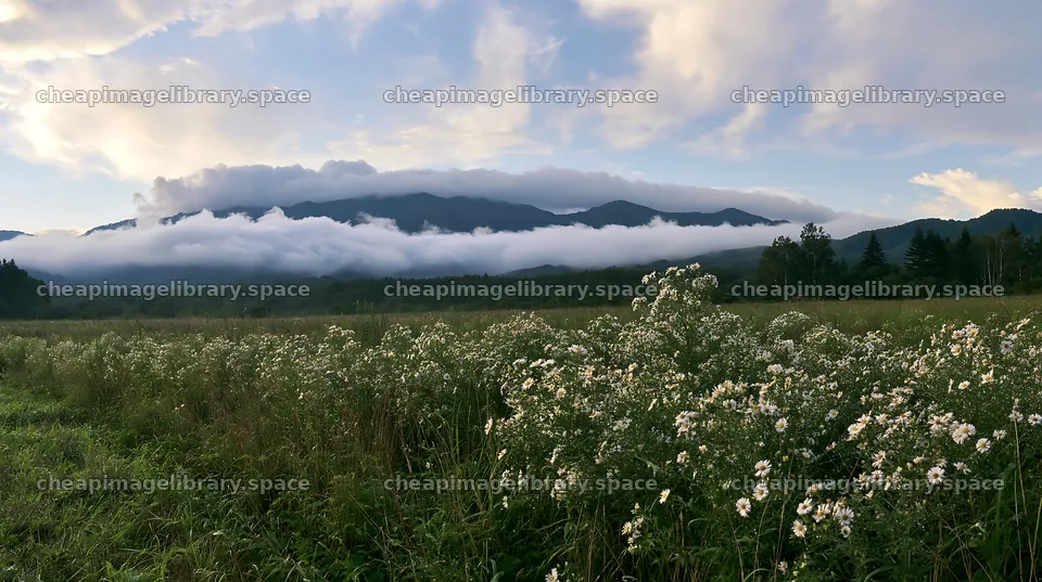 Expansive Hokkaido restoration meadow with dewdrops – image library 10608x5938