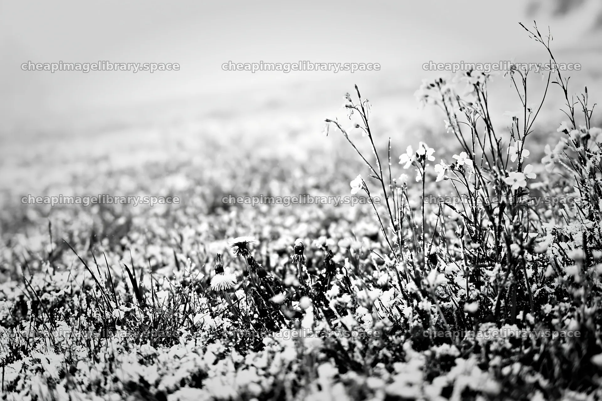 Meadow whiteout with flowers and snow covering grass – image library 9722x6480