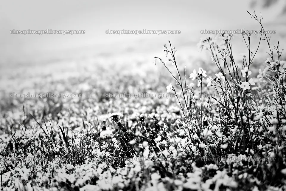 Meadow whiteout with flowers and snow covering grass – image library 9722x6480