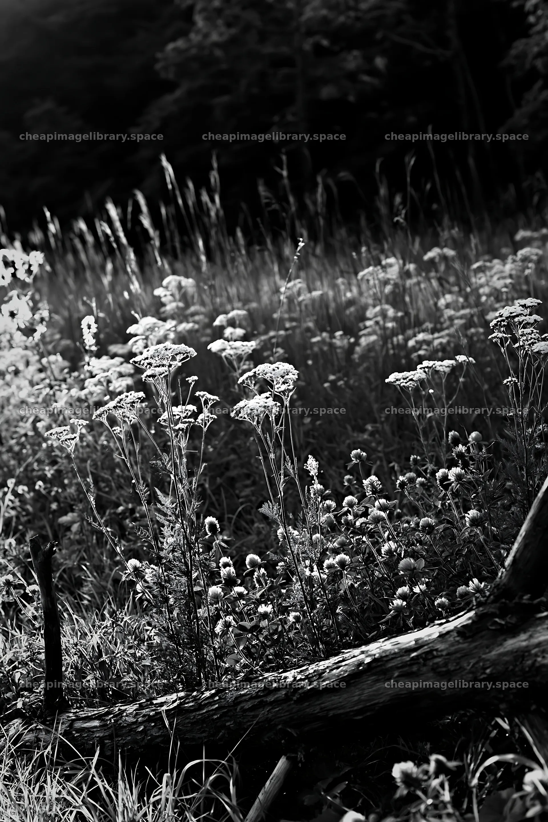 Yamagata meadow with wildflowers and fallen branch in foreground – image library 6480x9722