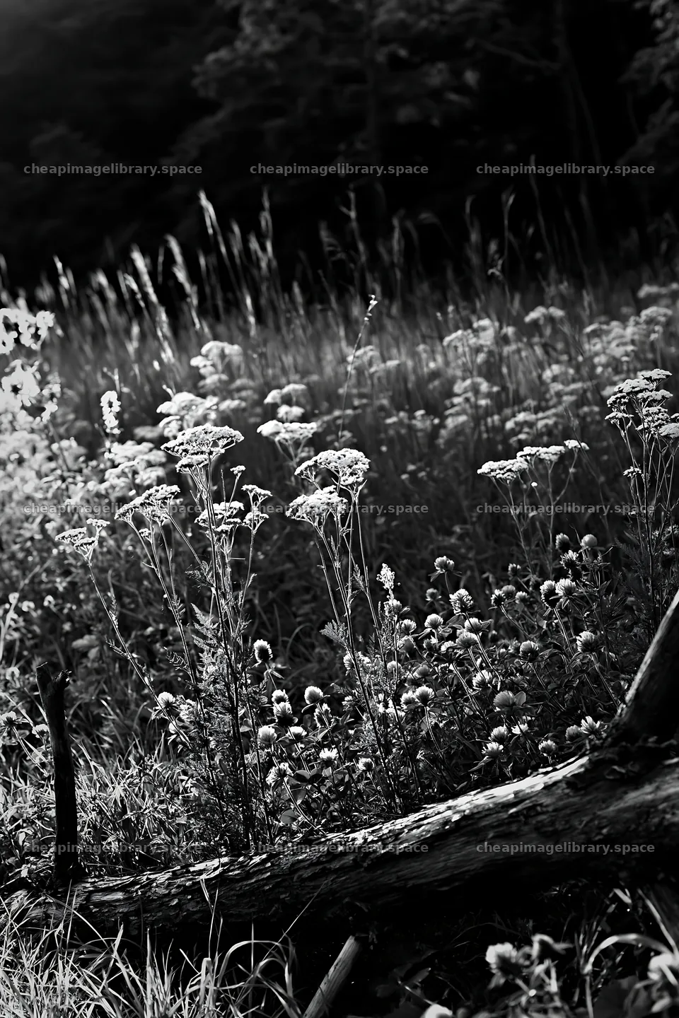 Yamagata meadow with wildflowers and fallen branch in foreground – image library 6480x9722