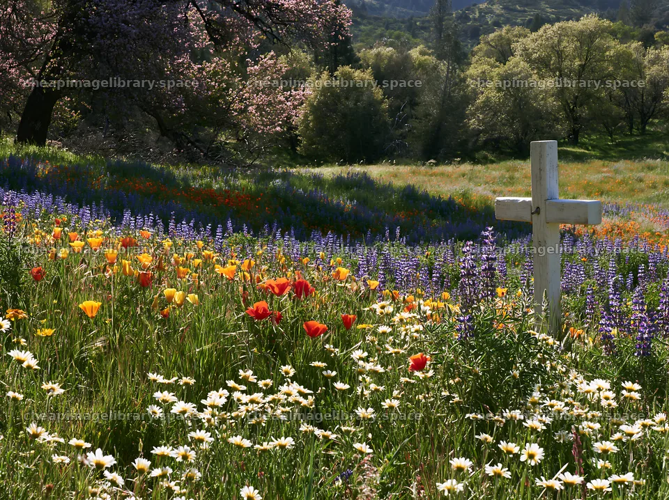 Cross in a field of flowers during Christmas season – image library 9174x6866