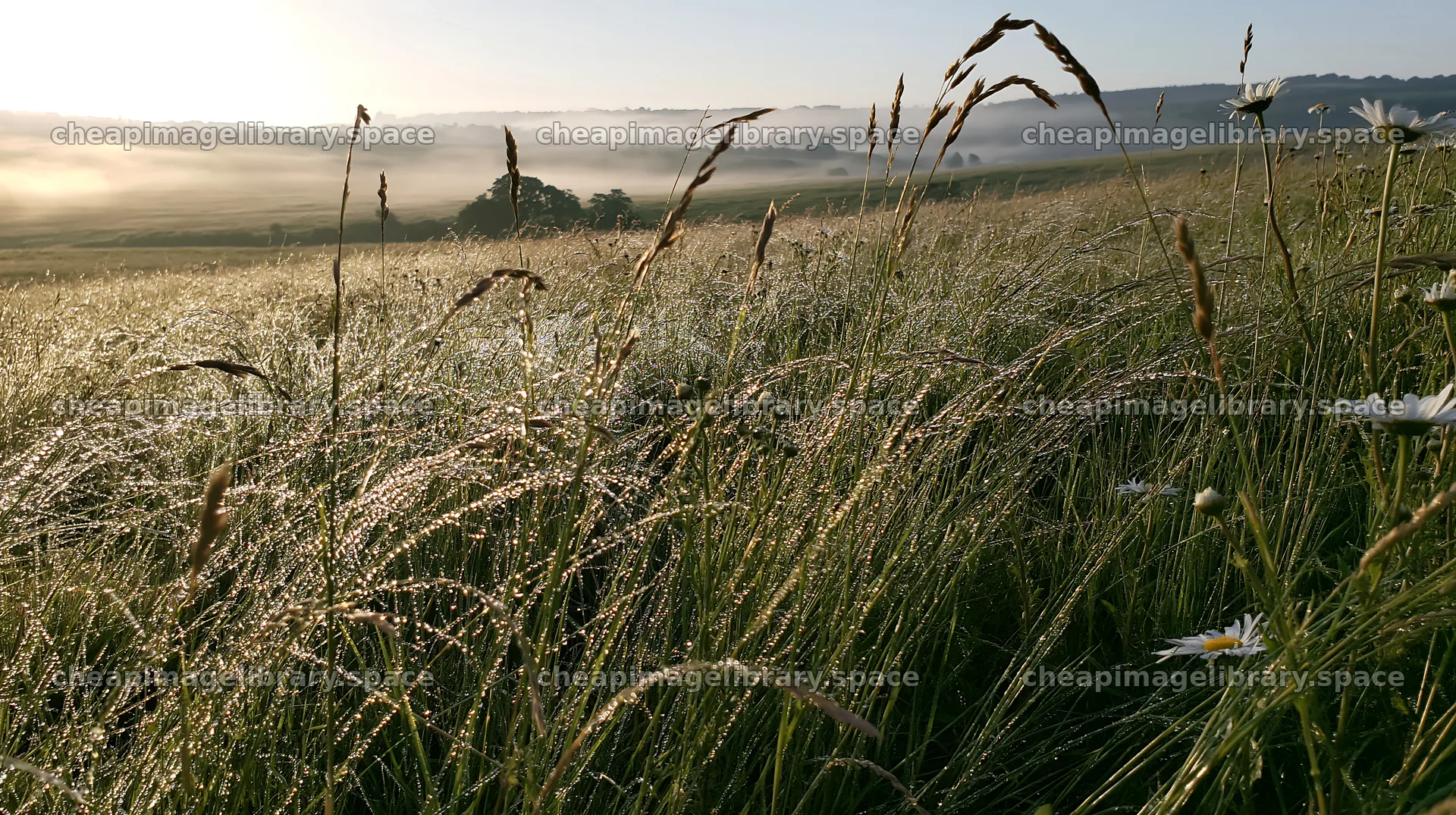 Meadow grass seedheads in early morning light – image library 10608x5938