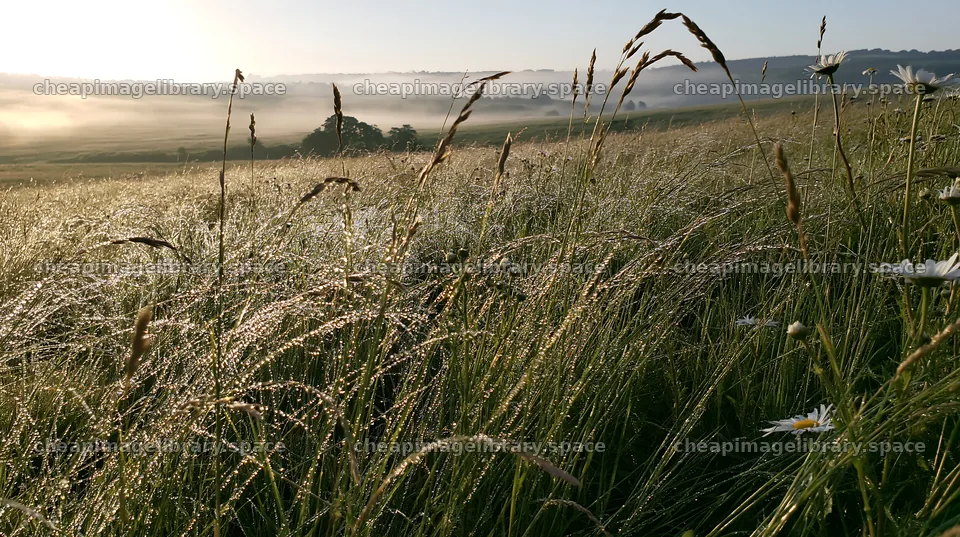 Meadow grass seedheads in early morning light – image library 10608x5938
