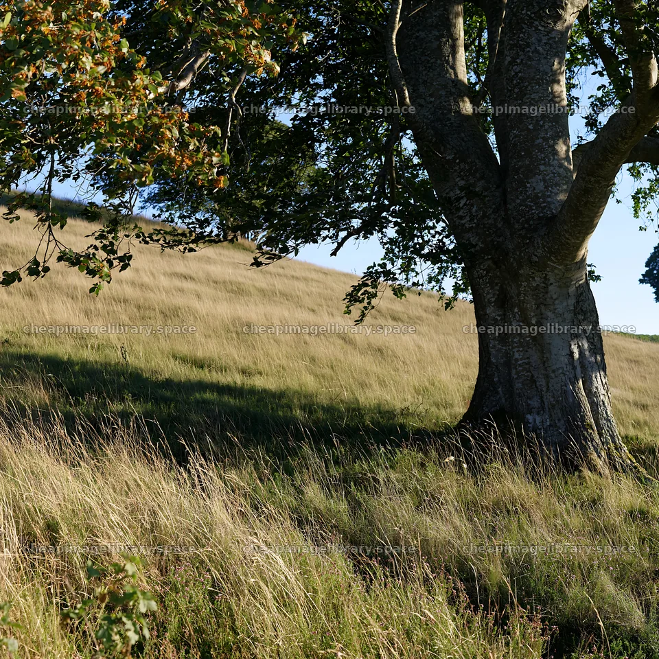 Sunny meadow hillside with large tree on a dry day – image library 7938x7938