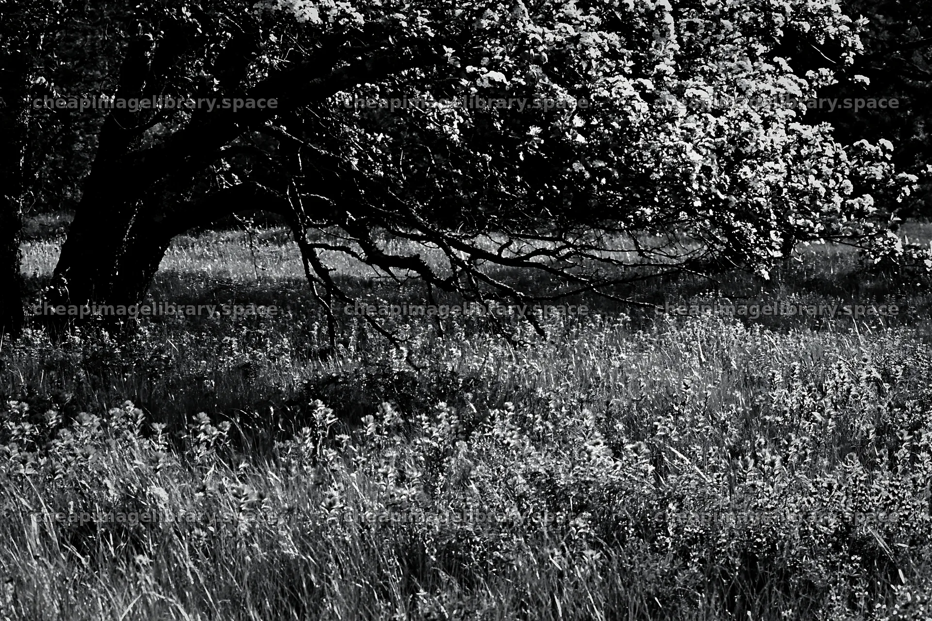 First leaves in an Easter meadow with tree and grass – image library 9722x6480