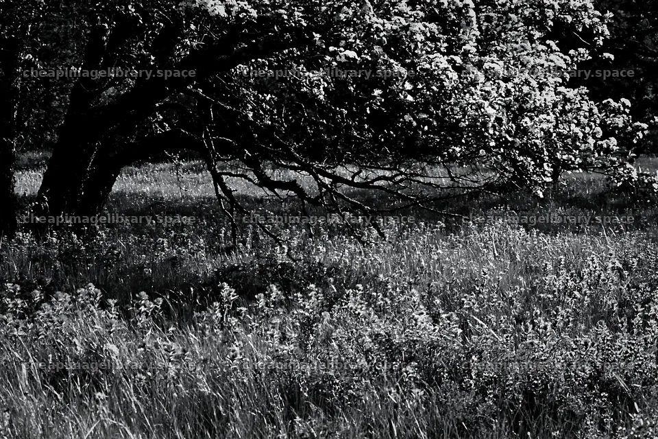 First leaves in an Easter meadow with tree and grass – image library 9722x6480