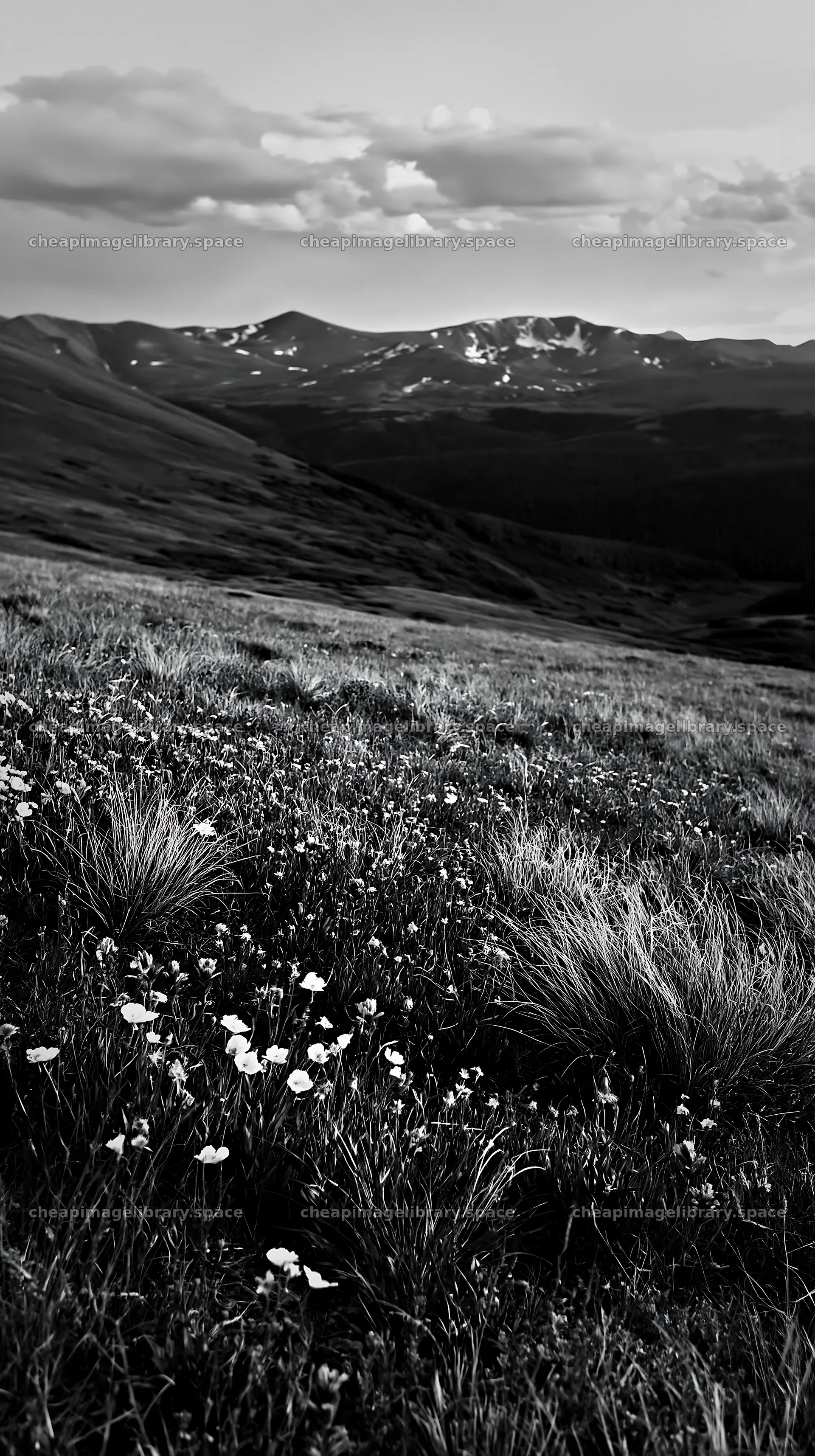 Meadow with wildflowers and mountains in background – image library 5938x10608