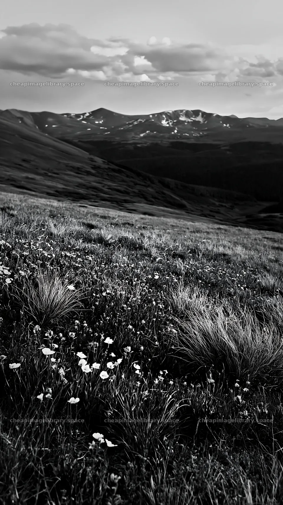 Meadow with wildflowers and mountains in background – image library 5938x10608