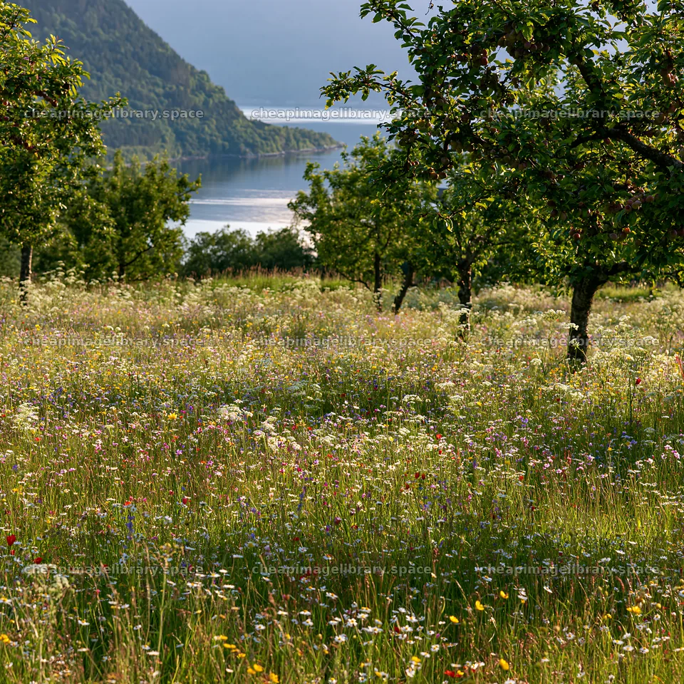Meadow with wildflowers near fjord and mountains – image library 7938x7938