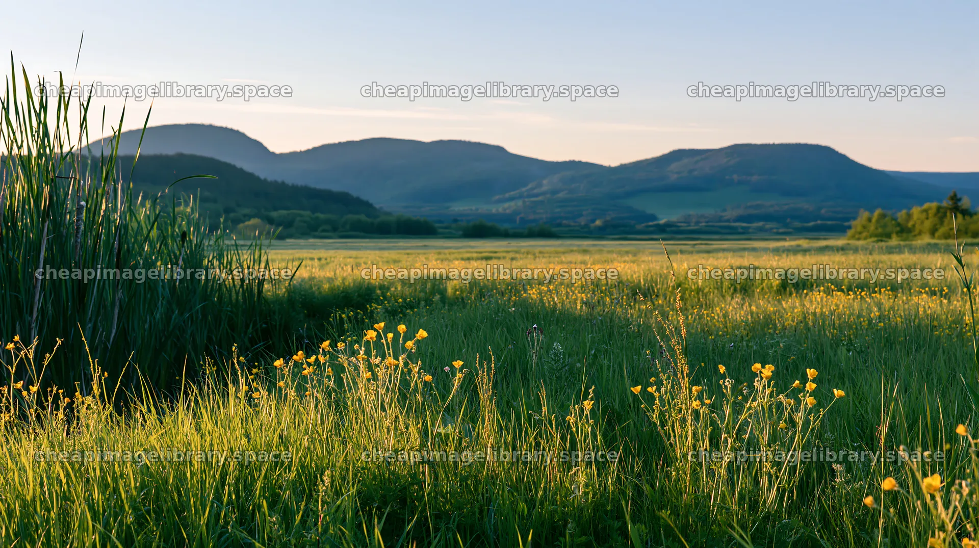 Saga floodplain meadow with reed foreground and distant mountains – image library 10608x5938