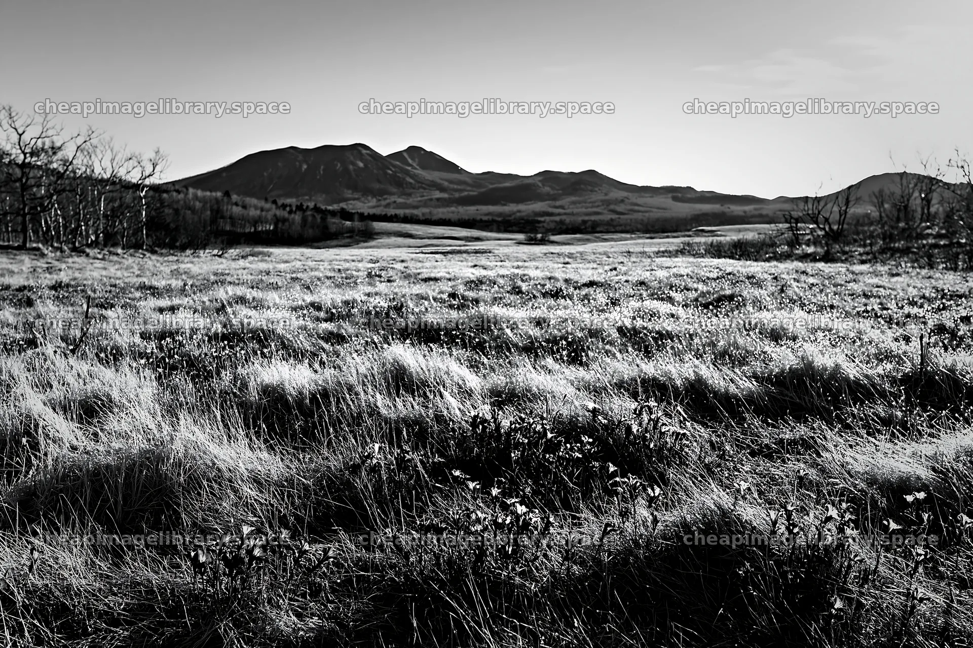 Expansive Hokkaido restoration meadow with dewdrops – image library 9722x6480