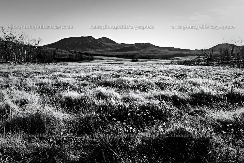 Expansive Hokkaido restoration meadow with dewdrops – image library 9722x6480