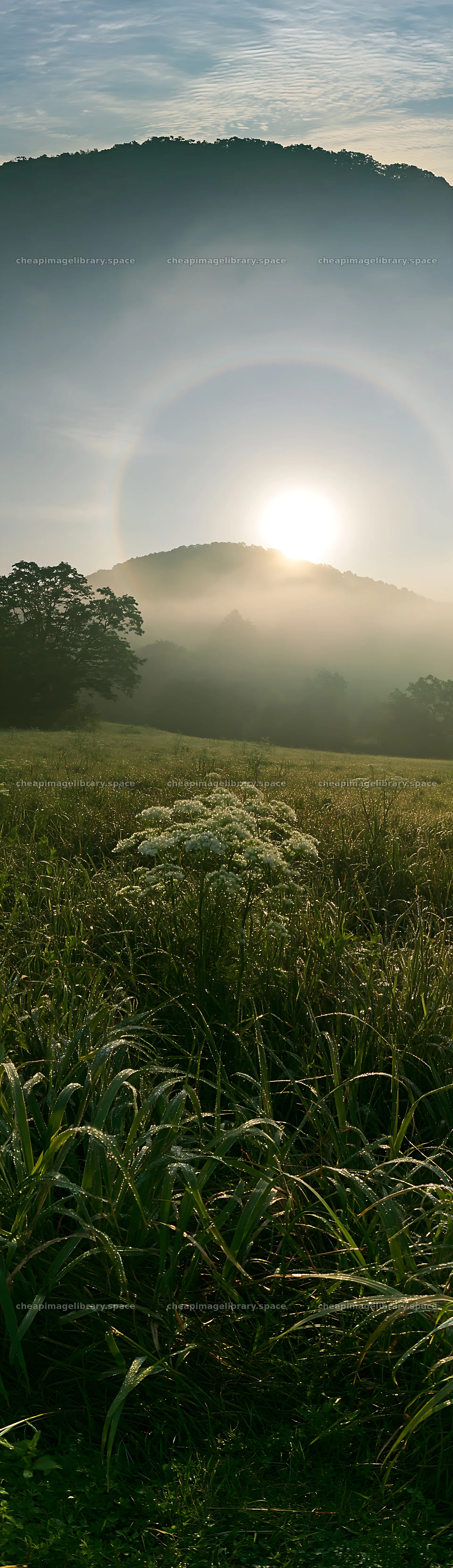 Expansive Hokkaido restoration meadow with dewdrops – image library 4268x14762