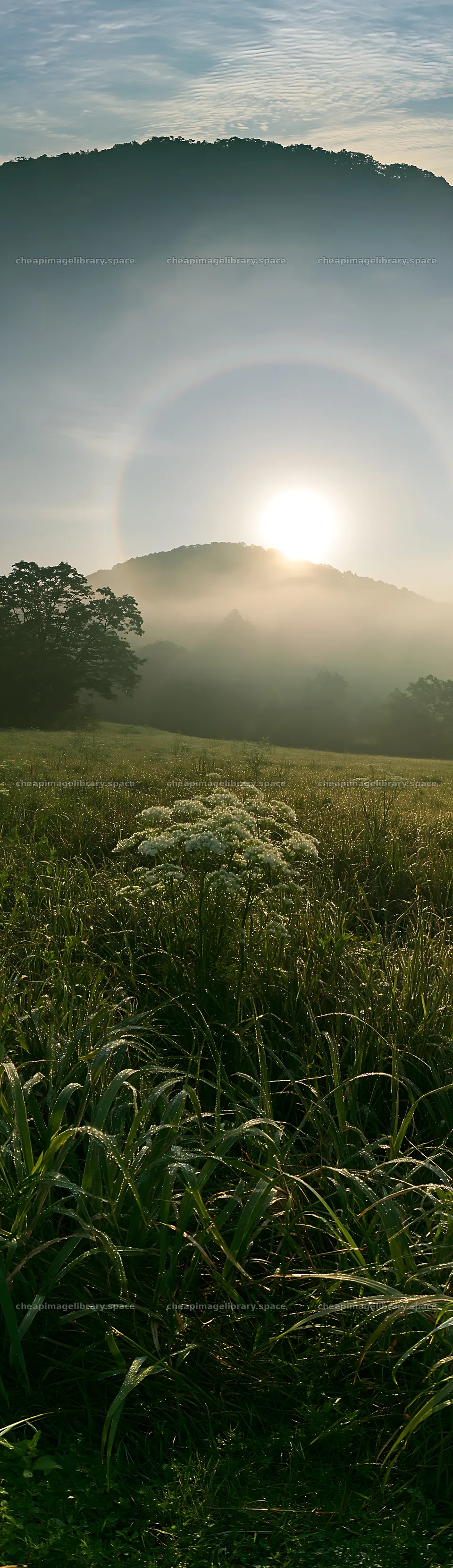 Expansive Hokkaido restoration meadow with dewdrops – image library 4268x14762