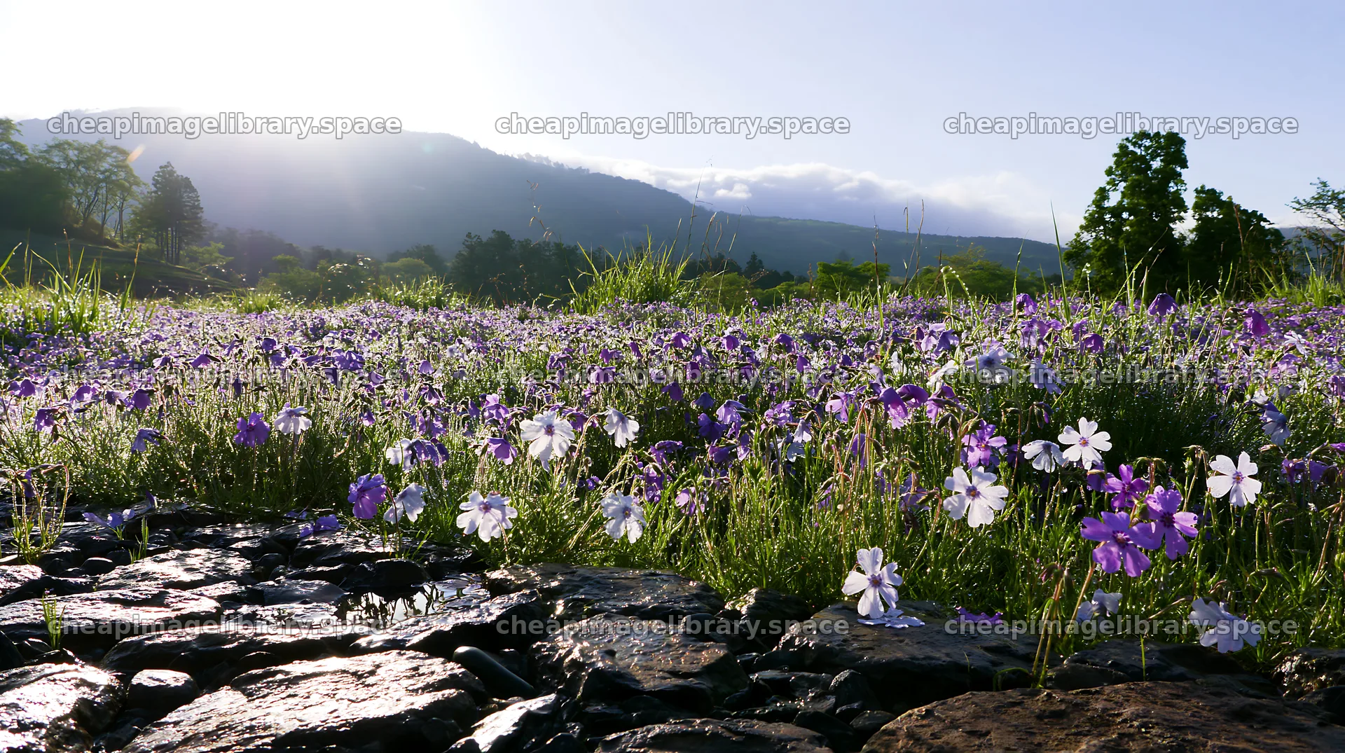 Kyoto spring wildflower meadow with stone foreground – image library 10608x5938