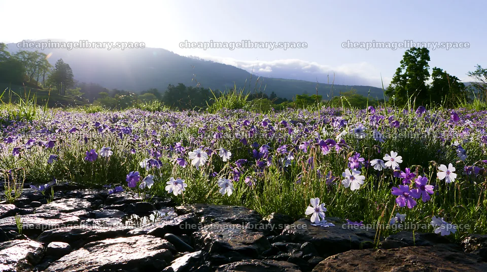 Kyoto spring wildflower meadow with stone foreground – image library 10608x5938