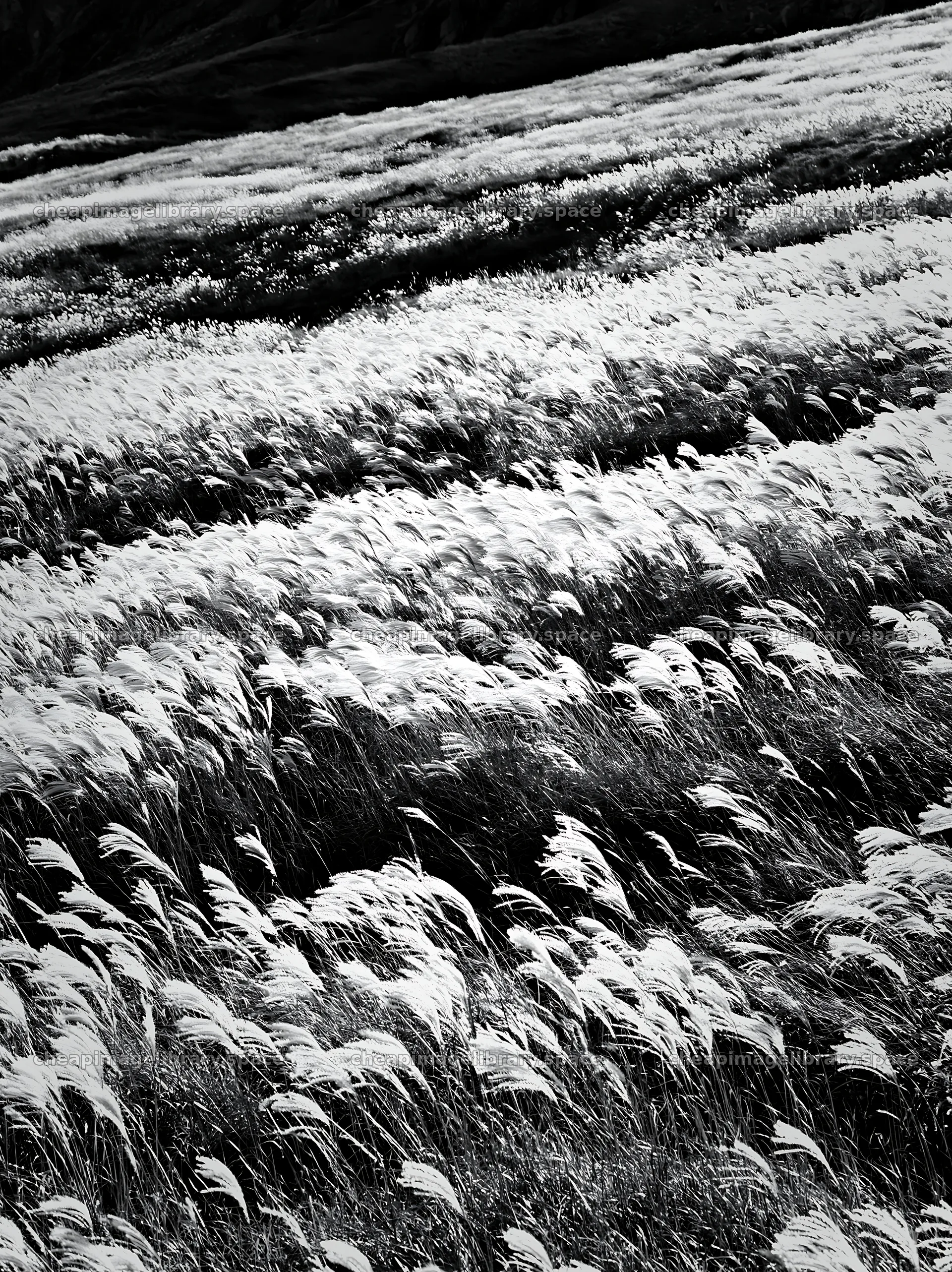 Hokkaido silver grass meadow seedheads in black and white – image library 6866x9174
