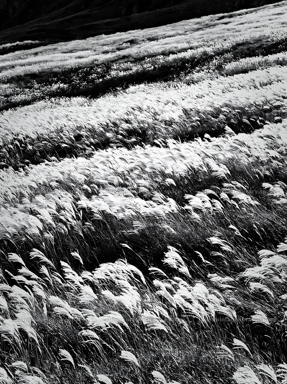 Hokkaido silver grass meadow seedheads in black and white – image library 6866x9174