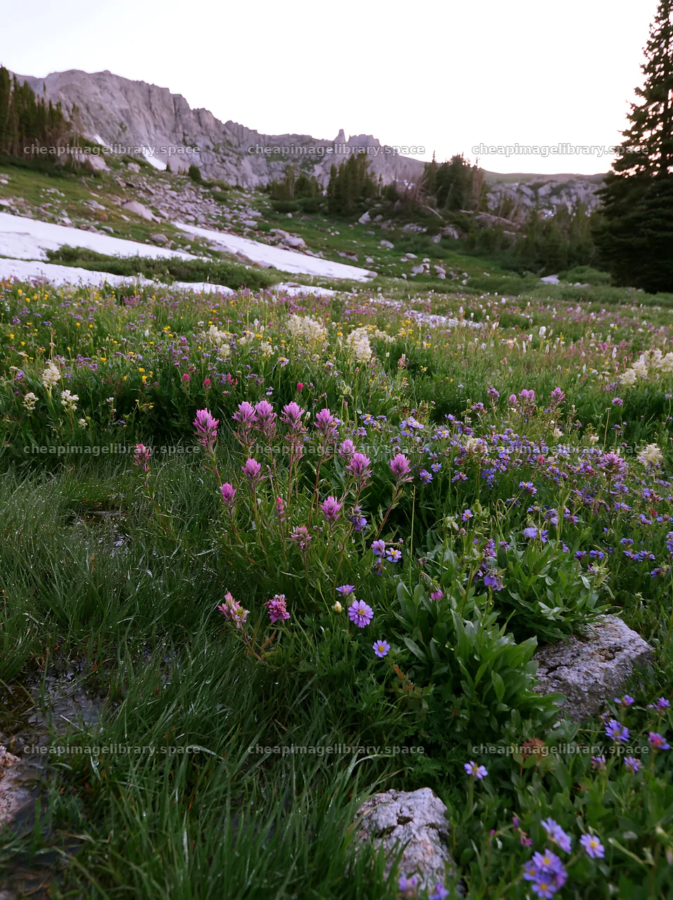 Snowmelt meadow with wildflowers and mountain backdrop – image library 6866x9174