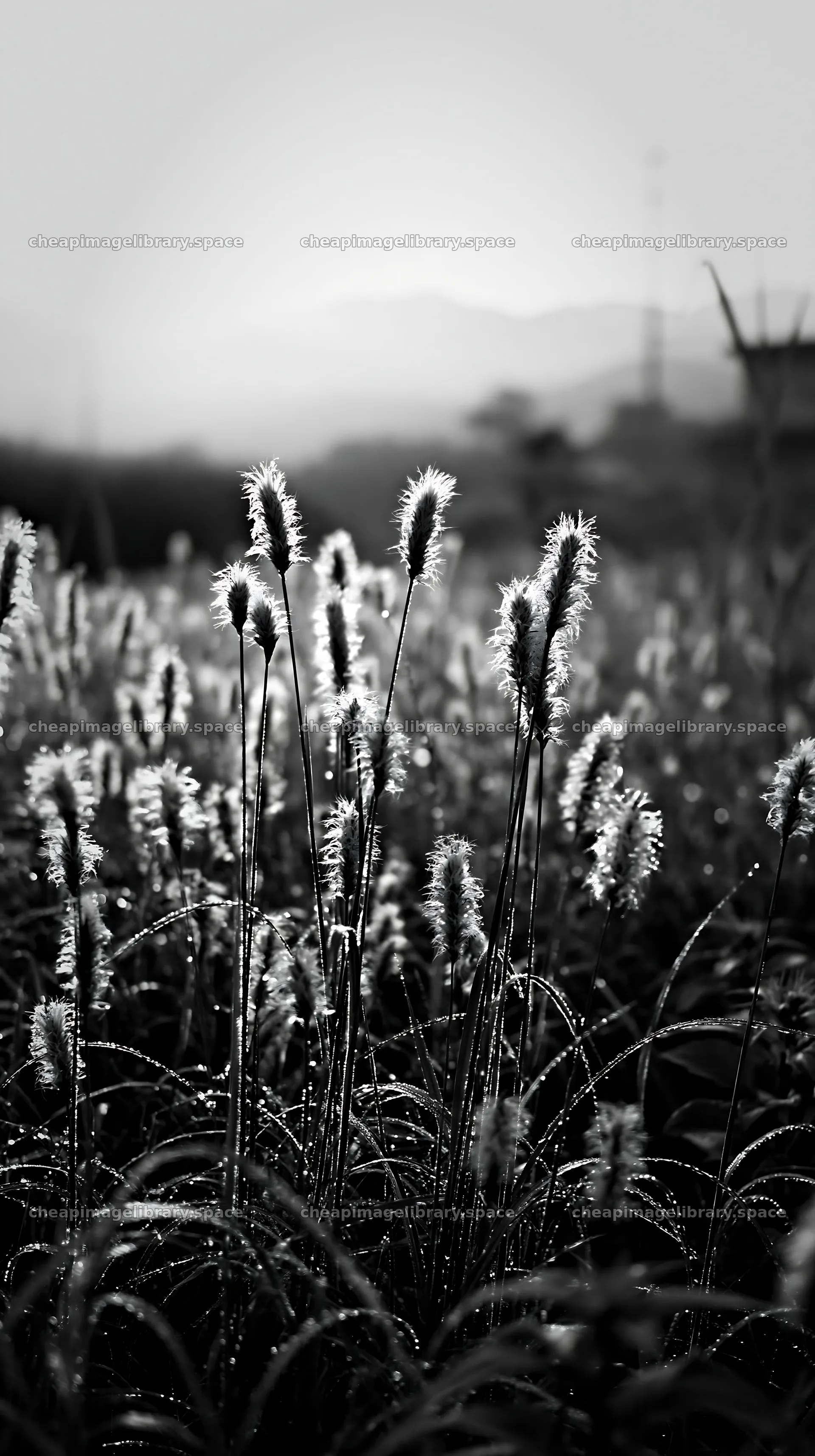 Miyazaki sunrise meadow dew covered sedges in morning light – image library 5938x10608