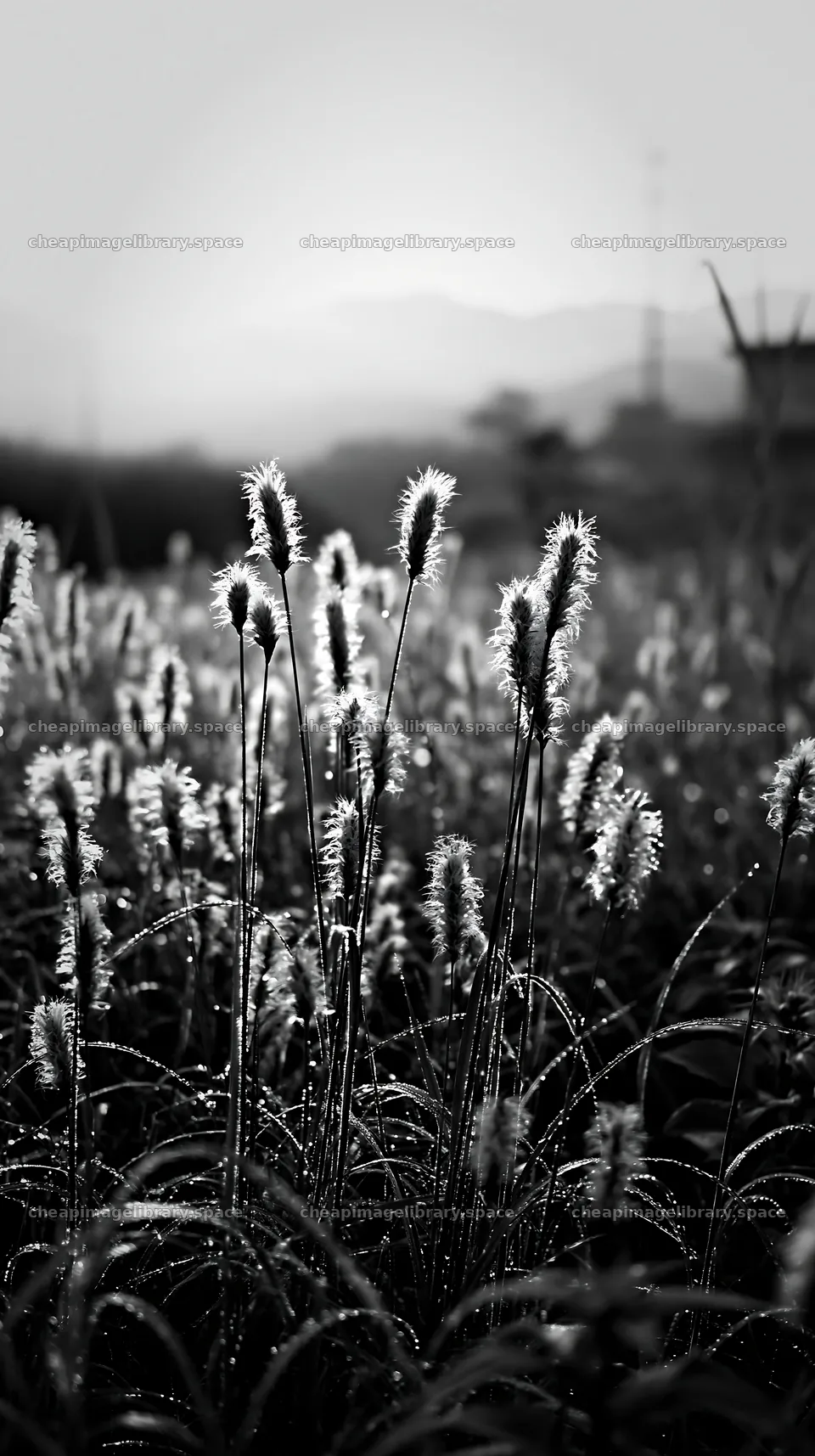 Miyazaki sunrise meadow dew covered sedges in morning light – image library 5938x10608