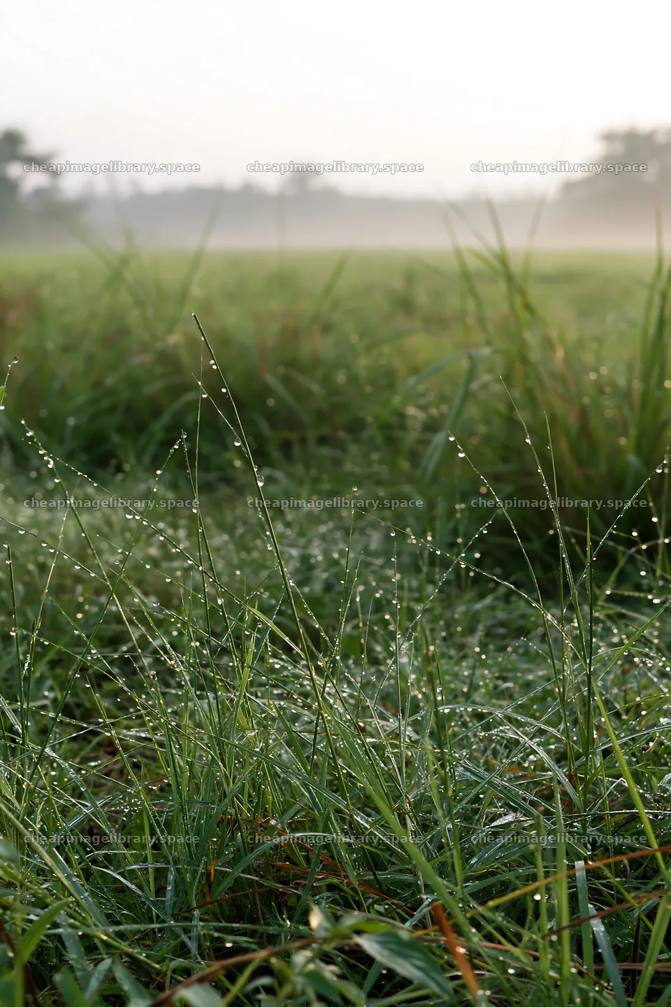Kochi monsoon meadow rain beaded grasses glisten in morning light – image library 6480x9722