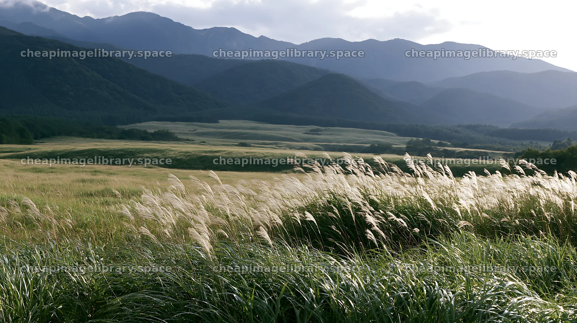 Shizuoka seasonal meadow after heavy rain – image library 10608x5938