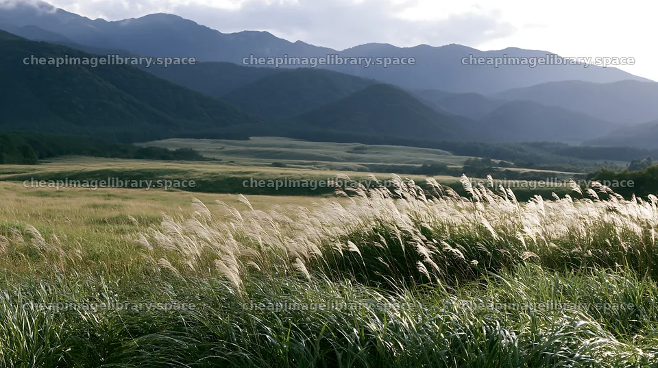 Shizuoka seasonal meadow after heavy rain – image library 10608x5938