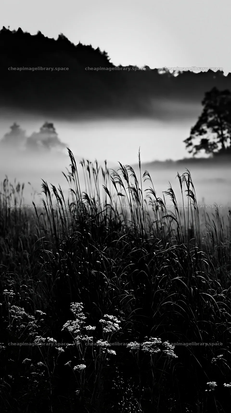 Shiga wetland meadow climate adaptation reeds in morning mist – image library 5938x10608