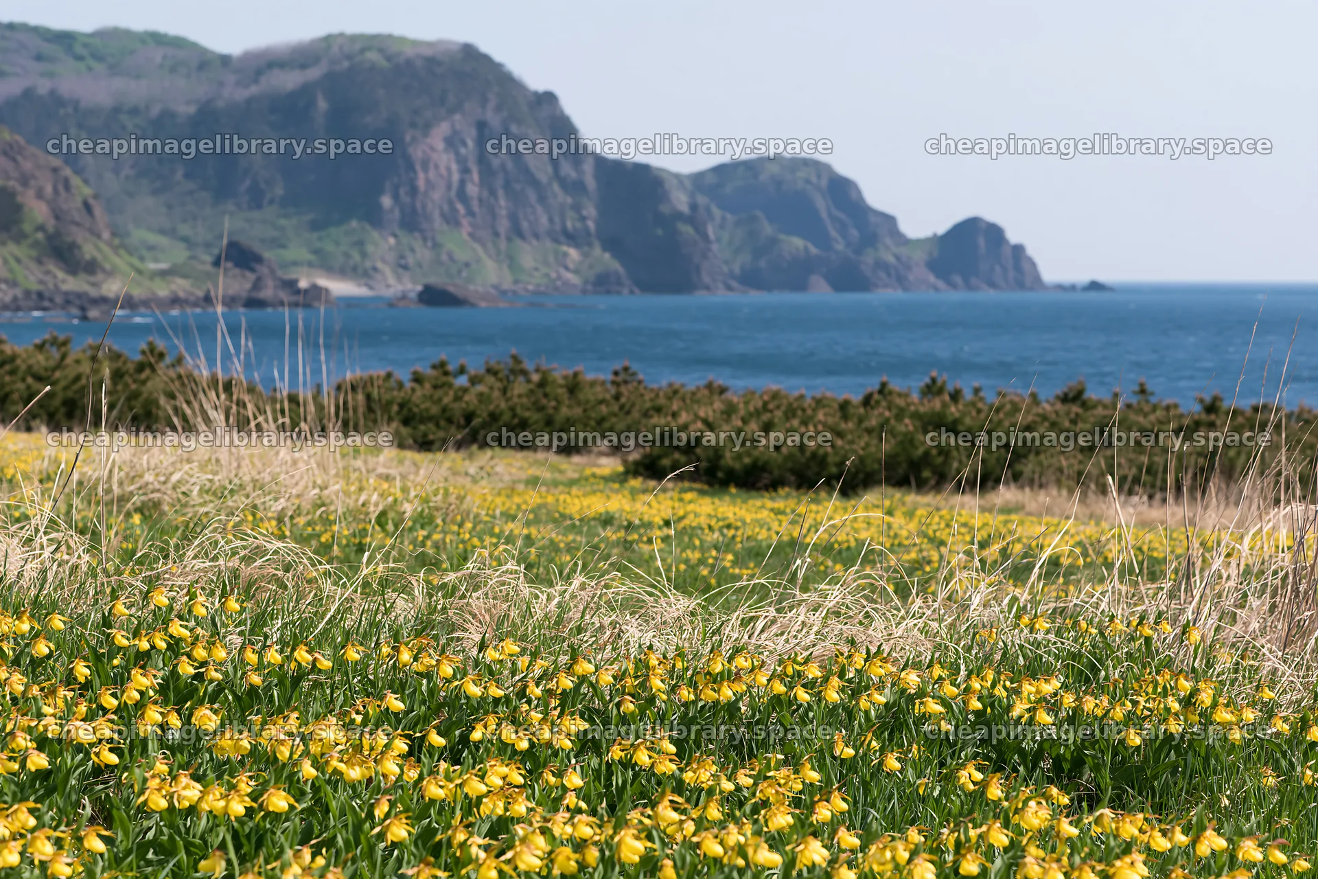 Colorful meadow filled with yellow flowers near the coast – image library 9722x6480