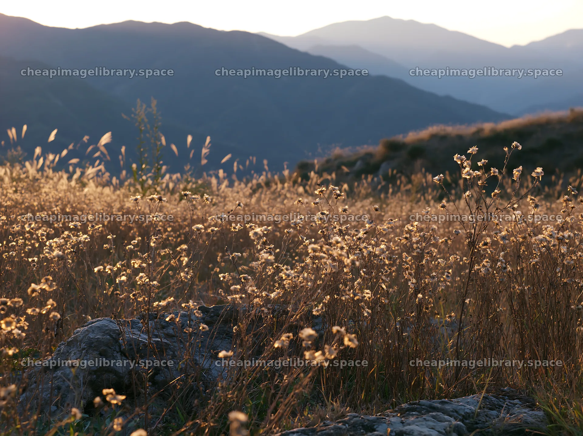 Ehime twilight meadow with dry seedheads – image library 9174x6866