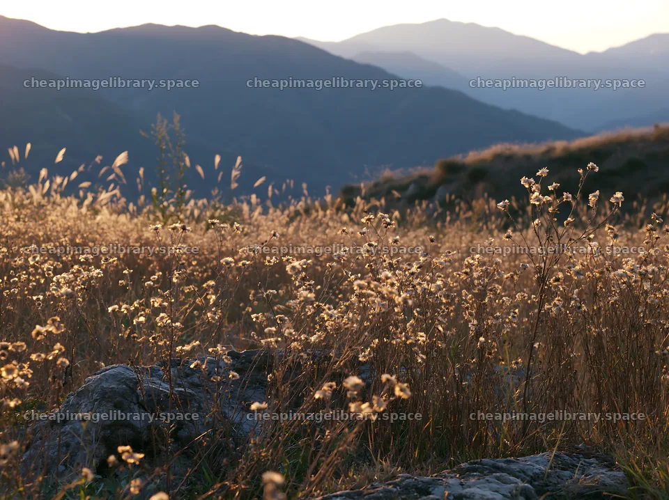 Ehime twilight meadow with dry seedheads – image library 9174x6866