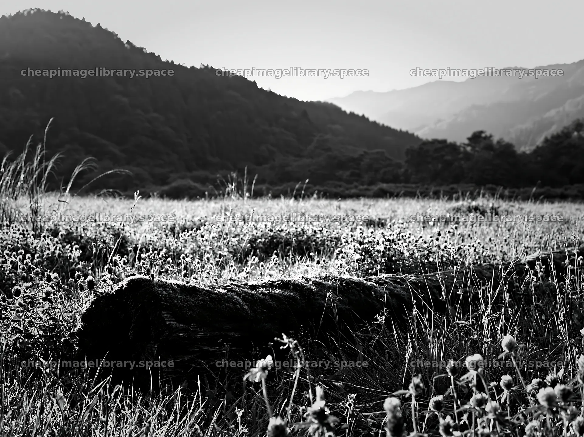 Mossy log in a low carbon meadow in Gifu – image library 9174x6866