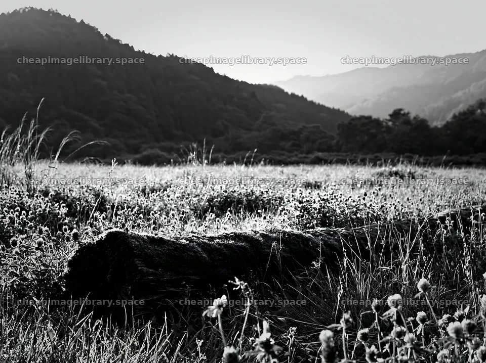 Mossy log in a low carbon meadow in Gifu – image library 9174x6866
