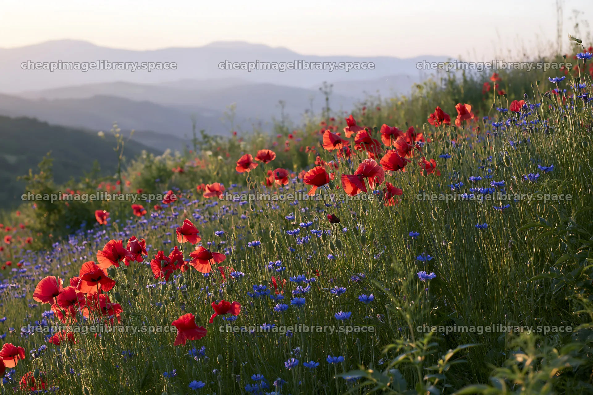 Colorful poppy meadow with blue flowers in the background – image library 9722x6480