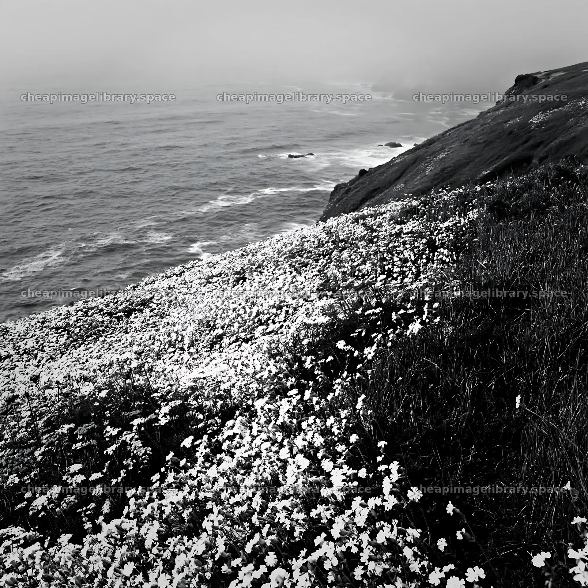 Meadow flowers overlooking the Atlantic coast in Portugal – image library 7938x7938