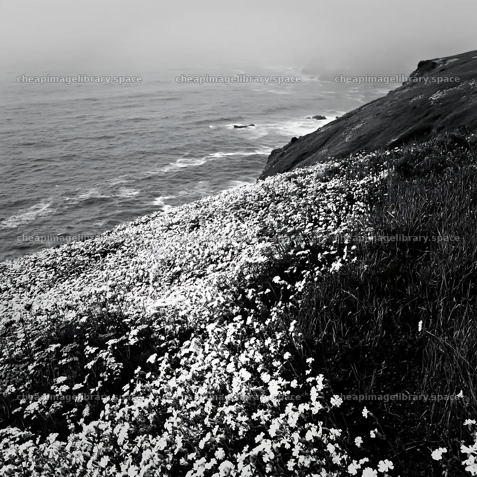 Meadow flowers overlooking the Atlantic coast in Portugal – image library 7938x7938